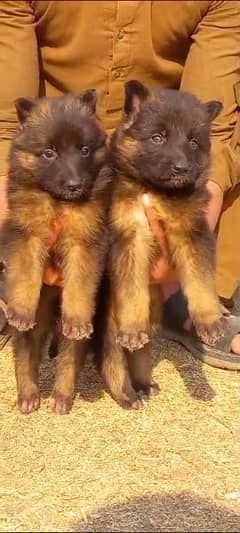 german shepherd tripple coated puppies available for sale