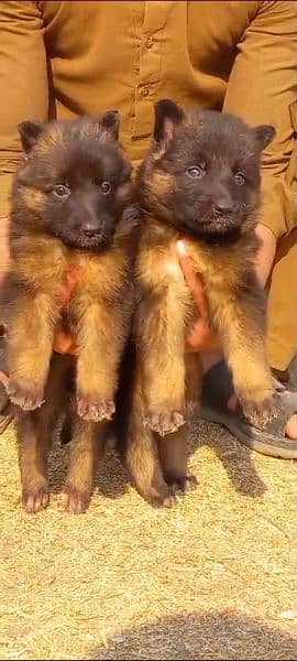 German Shepherd/Puppies/Dog/German Shepherd Puppies/GSD 0