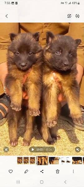 German Shepherd/Puppies/Dog/German Shepherd Puppies/GSD 1