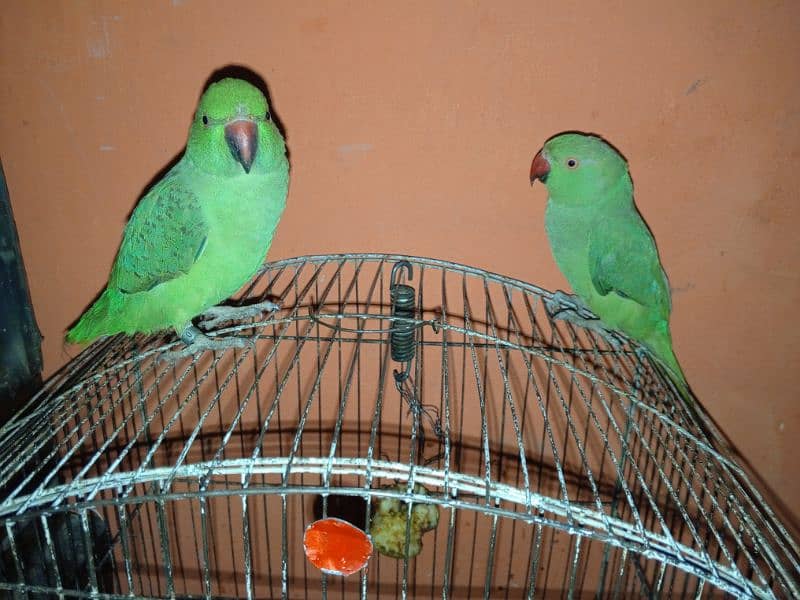 Urgent Sale Baby Ringneck parrots pair 3 months 0