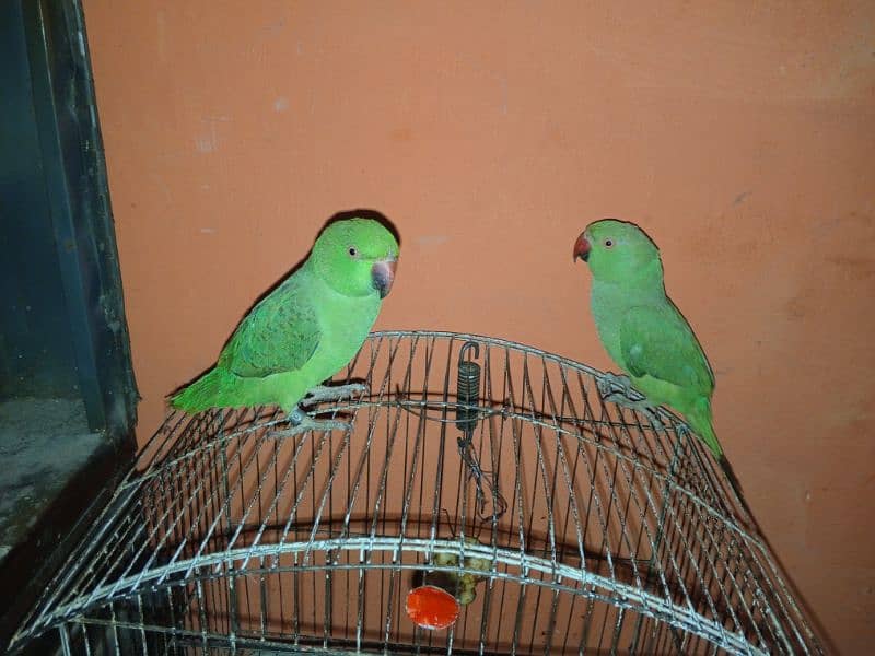 Urgent Sale Baby Ringneck parrots pair 3 months 1