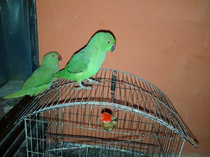 Urgent Sale Baby Ringneck parrots pair 3 months 2