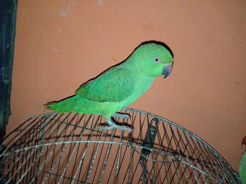 Urgent Sale Baby Ringneck parrots pair 3 months 3