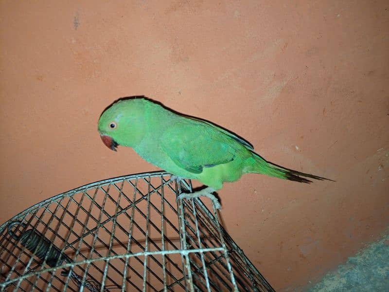 Urgent Sale Baby Ringneck parrots pair 3 months 4