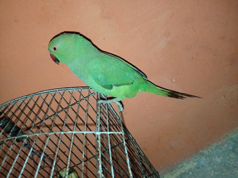 Urgent Sale Baby Ringneck parrots pair 3 months 5