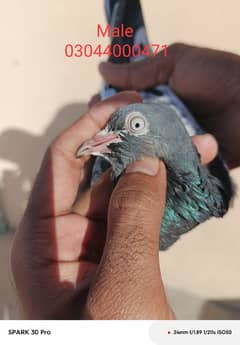 Tady kabutar | Royal Tady | Pigeon | کبوتر | Pigeon For Sale