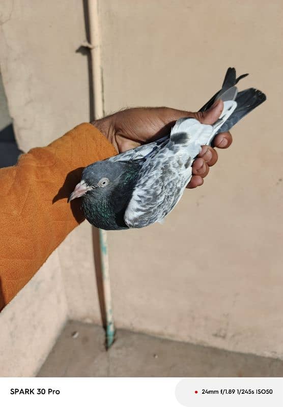 Tady kabutar | Royal Tady | Pigeon | کبوتر | Pigeon For Sale 1