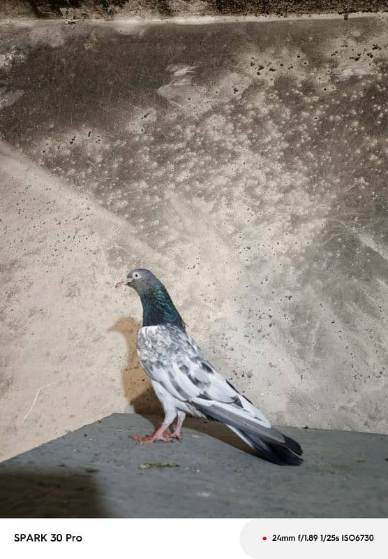 Tady kabutar | Royal Tady | Pigeon | کبوتر | Pigeon For Sale 2