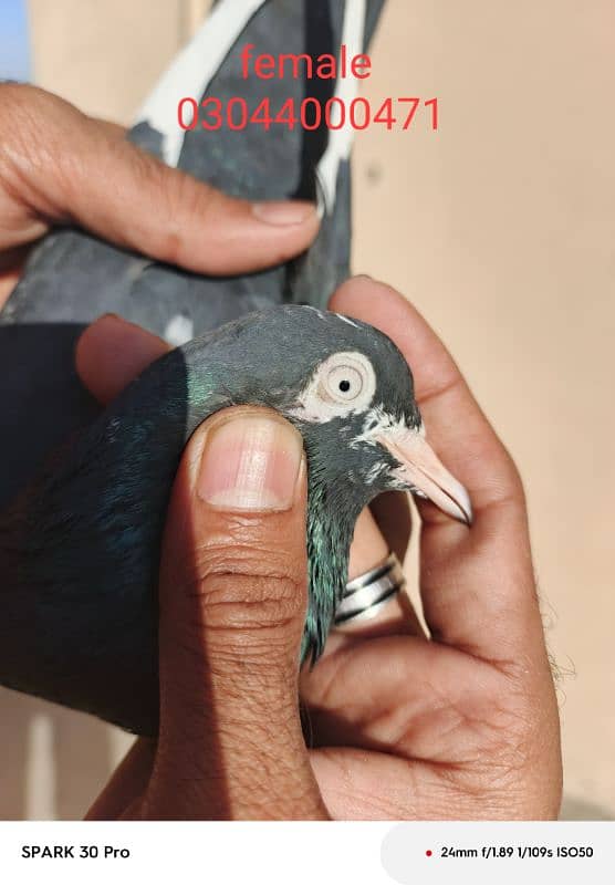 Tady kabutar | Royal Tady | Pigeon | کبوتر | Pigeon For Sale 3