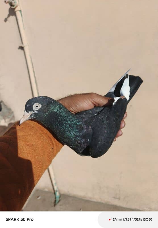 Tady kabutar | Royal Tady | Pigeon | کبوتر | Pigeon For Sale 4