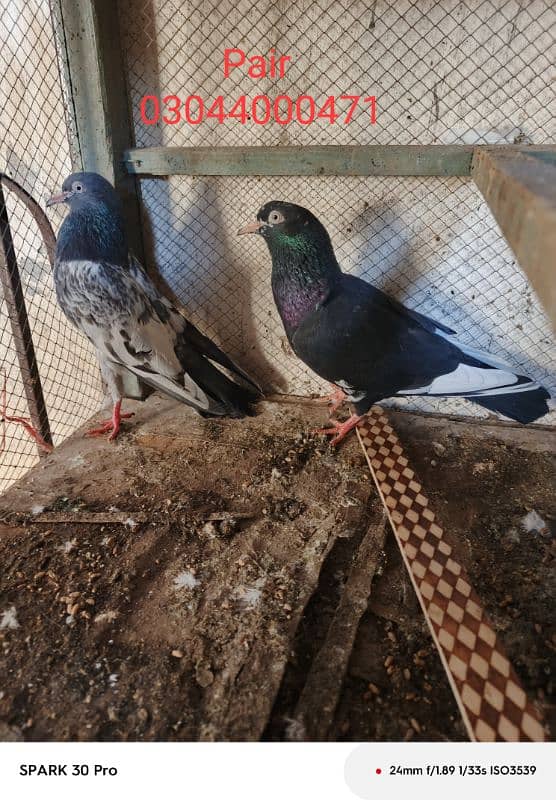 Tady kabutar | Royal Tady | Pigeon | کبوتر | Pigeon For Sale 6