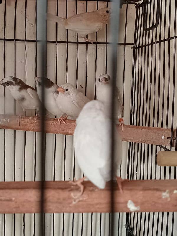 Healthy big size Bangalese Finches for Sale 0