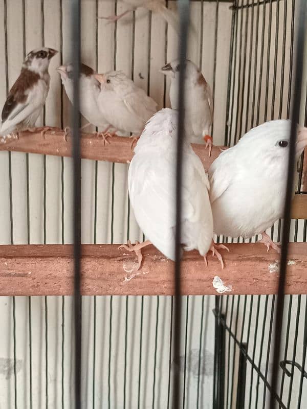 Healthy big size Bangalese Finches for Sale 1