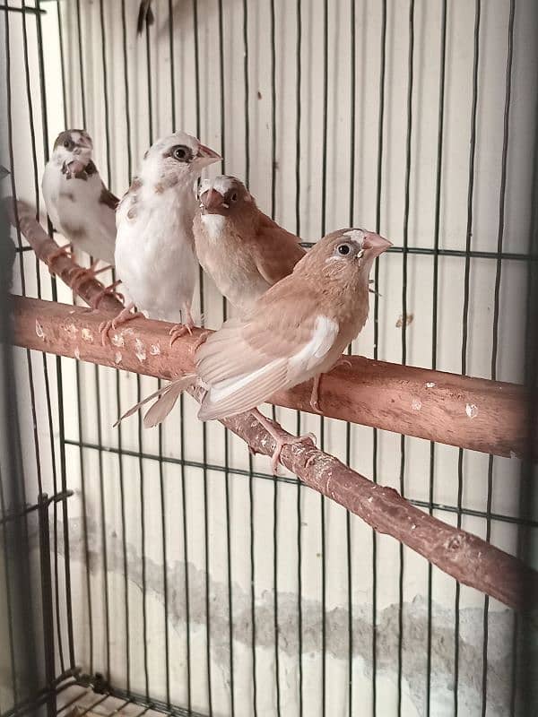 Healthy big size Bangalese Finches for Sale 2