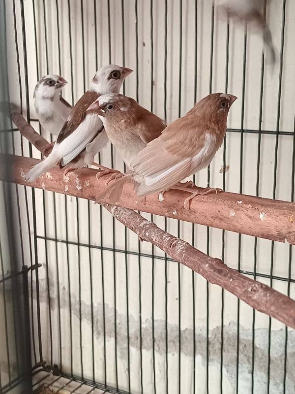 Healthy big size Bangalese Finches for Sale 3