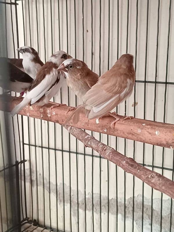 Healthy big size Bangalese Finches for Sale 4