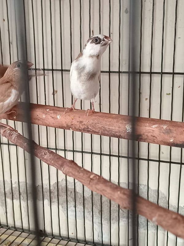 Healthy big size Bangalese Finches for Sale 5