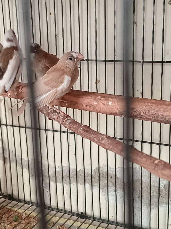 Healthy big size Bangalese Finches for Sale 6