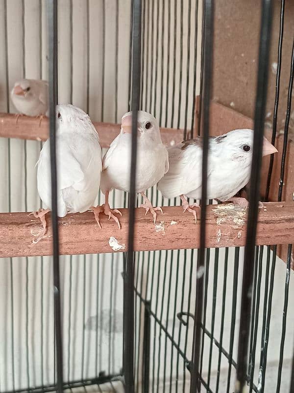 Healthy big size Bangalese Finches for Sale 7