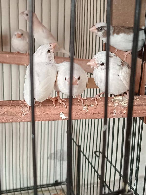 Healthy big size Bangalese Finches for Sale 8