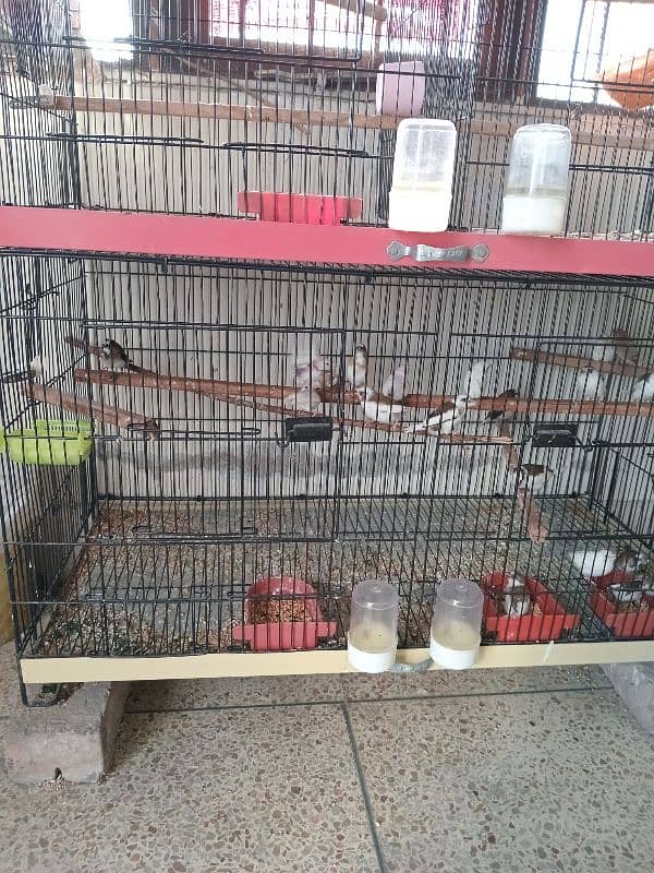 Healthy big size Bangalese Finches for Sale 9