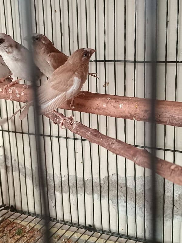 Healthy big size Bangalese Finches for Sale 10