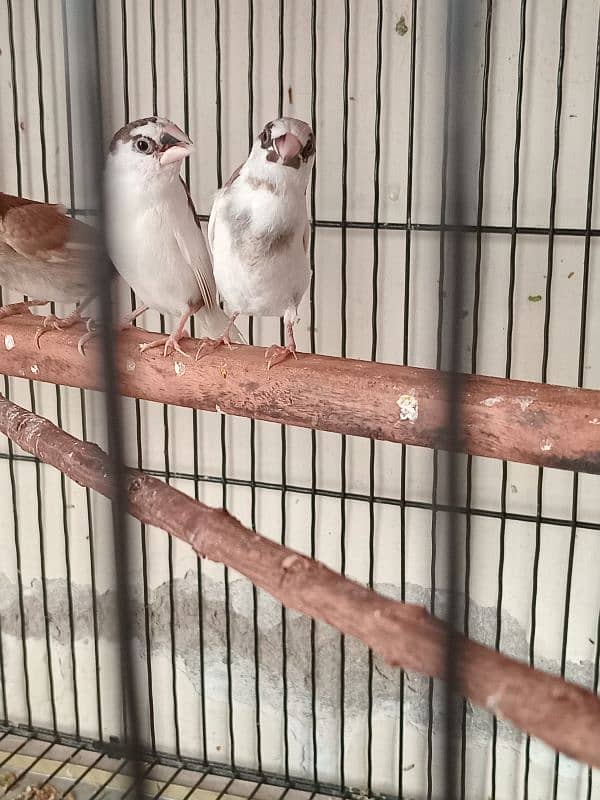 Healthy big size Bangalese Finches for Sale 11