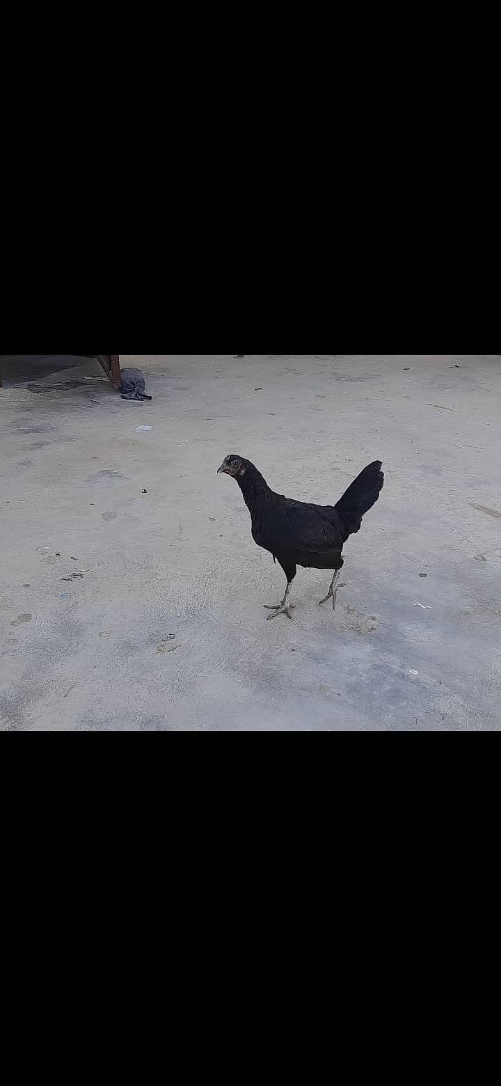 Desi hens 5