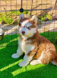 Husky puppies | 03361777030