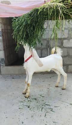 Full White Gulabi Bakra 7 Months