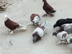 Pigeons