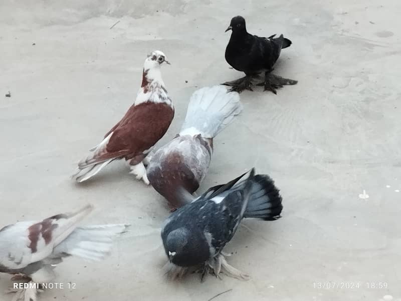 Pigeons sale 1