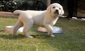 labradog Golden white baby