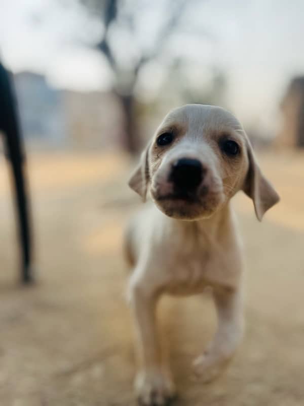 labradog Golden white baby 1