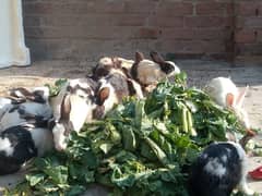 Rabbits for sale Price Rs. 1500 per piece