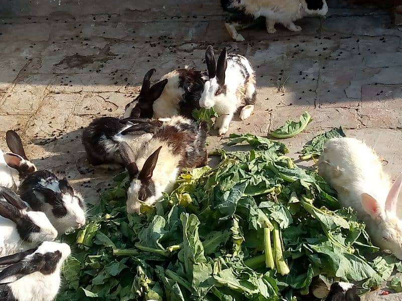 Rabbits for sale Price Rs. 1500 per piece 1