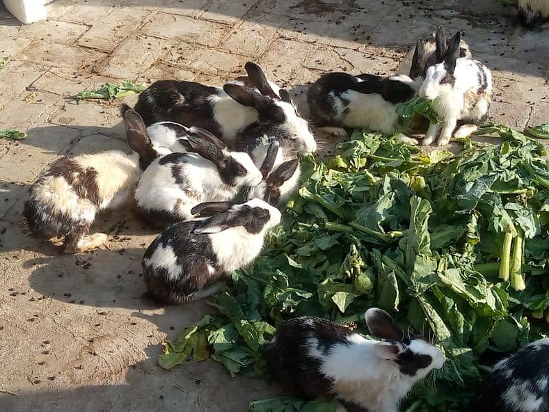 Rabbits for sale Price Rs. 1500 per piece 2