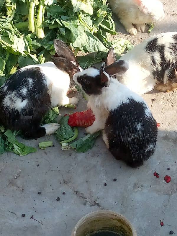 Rabbits for sale Price Rs. 1500 per piece 3