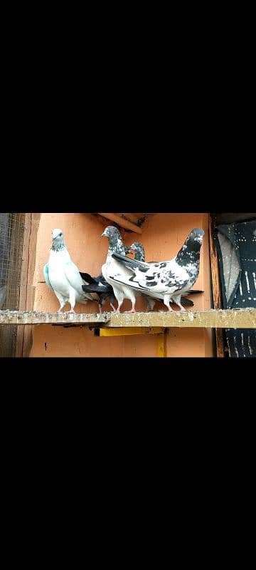 15 pigeons 1