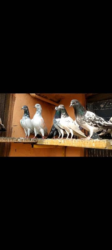 15 pigeons 4