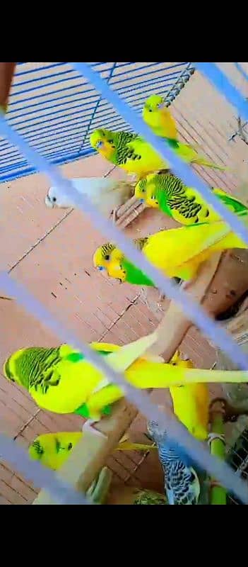 Parrot, Budgie Australian Parrot 4