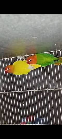 Lovebird