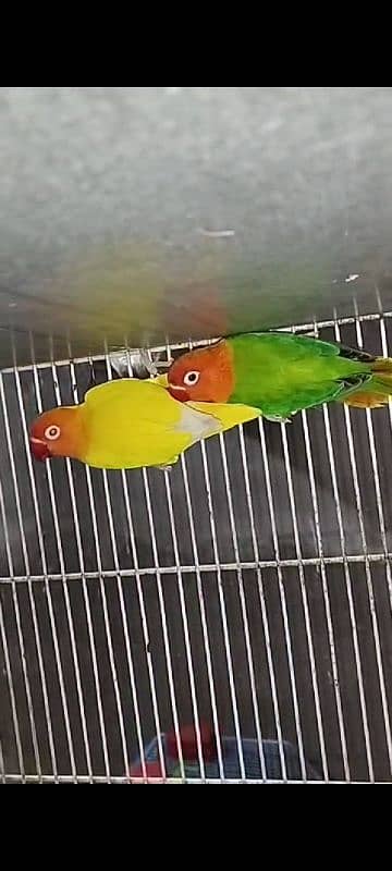 Lovebird 0