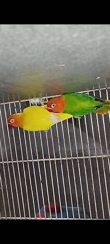 Lovebird 1