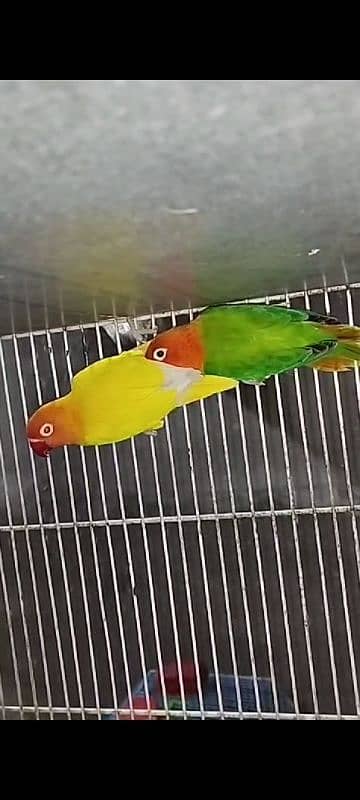 Lovebird 2