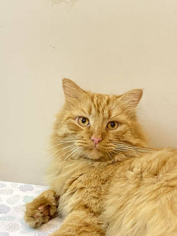 ginger cat | persian Kittens | brown cat | tripple | fluffy 2