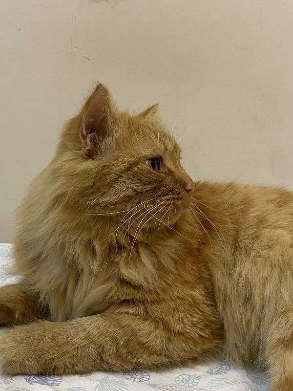 ginger cat | persian Kittens | brown cat | tripple | fluffy 3