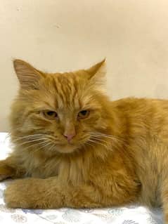 ginger cat | persian Kittens | brown cat | tripple | fluffy