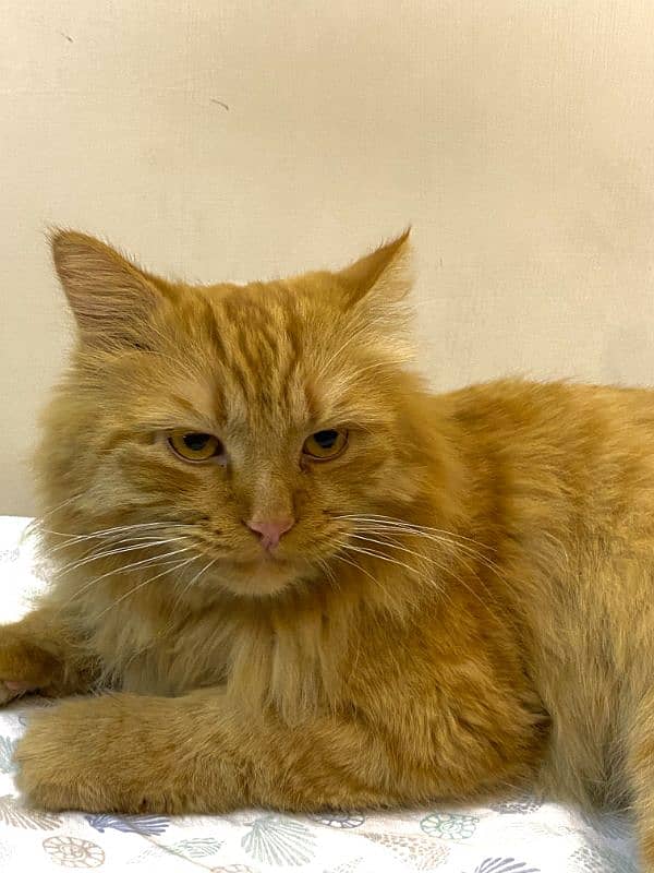 ginger cat | persian Kittens | brown cat | tripple | fluffy 4