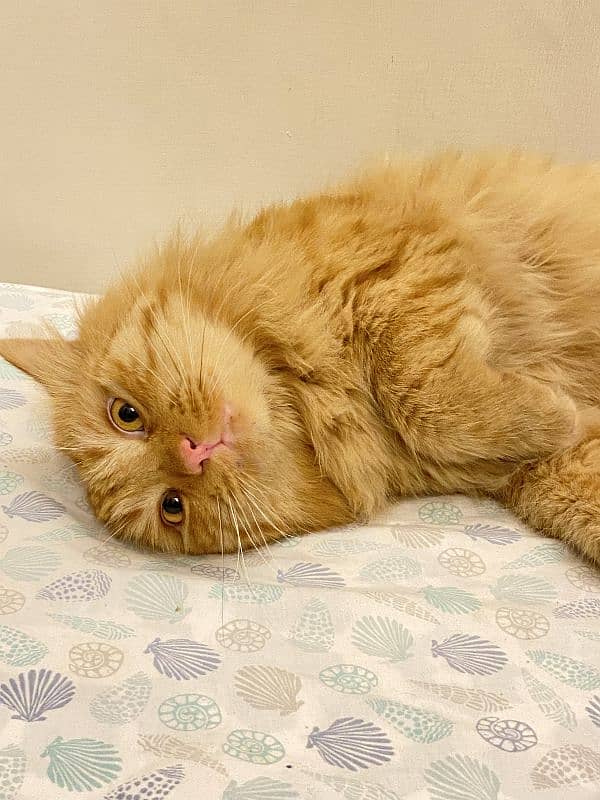 ginger cat | persian Kittens | brown cat | tripple | fluffy 6